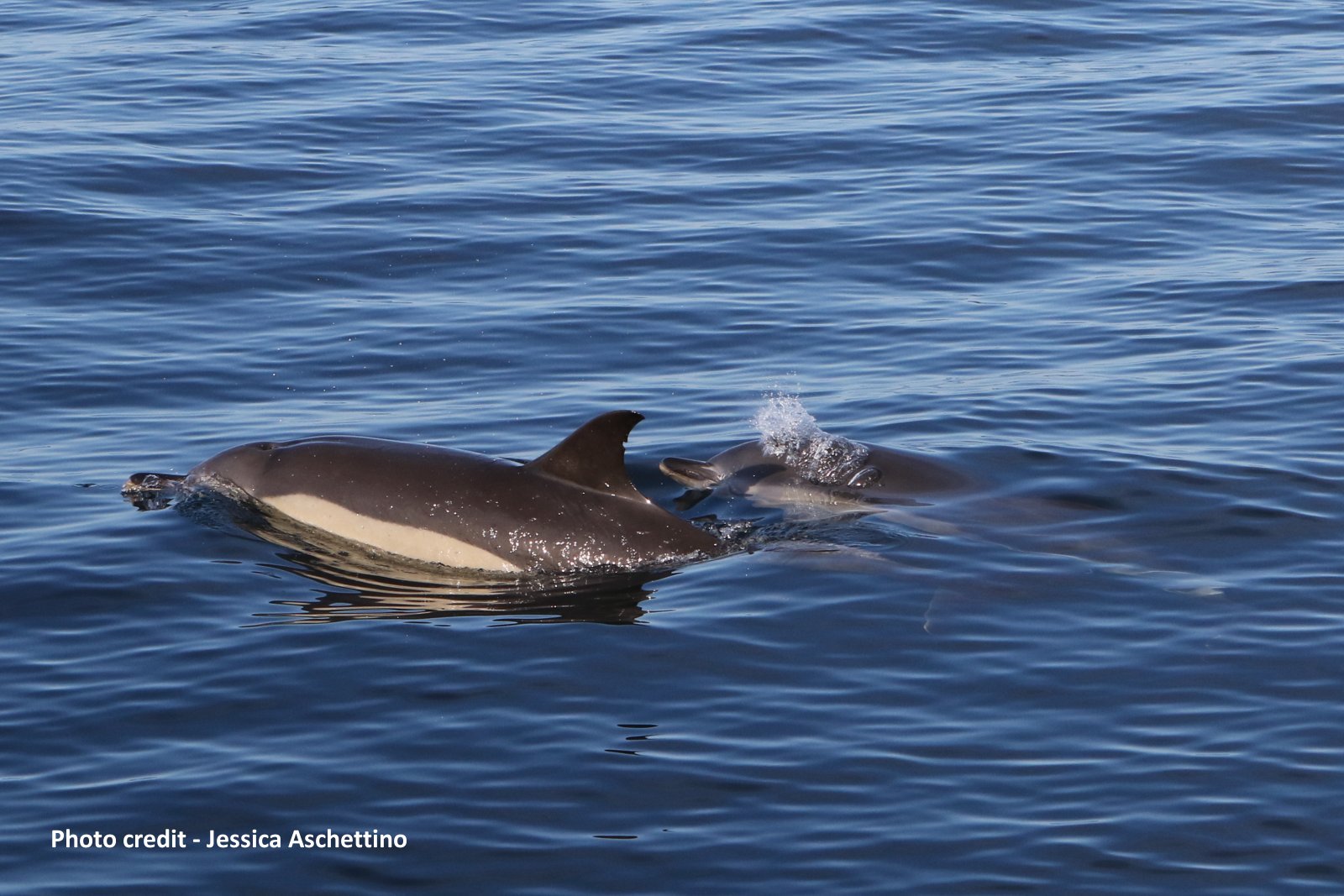 Image slide of Common dolphins