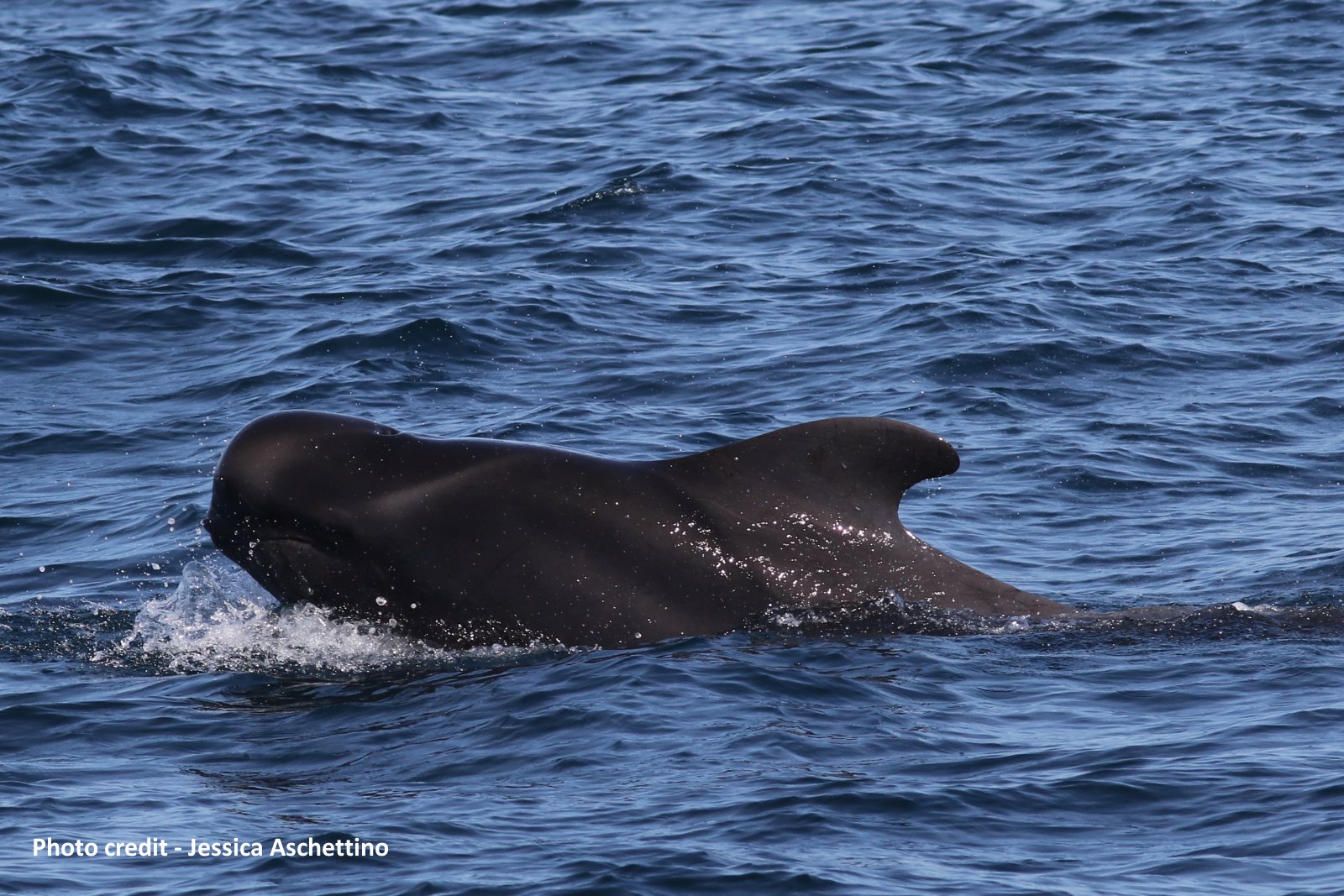 Image slide of Pilot whale