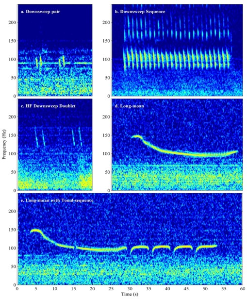 Spectrograms of Rice’s whale calls and potential calls.
