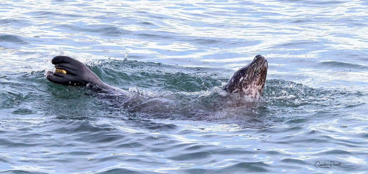 Image slide of Harbor Seal in water with tag visible