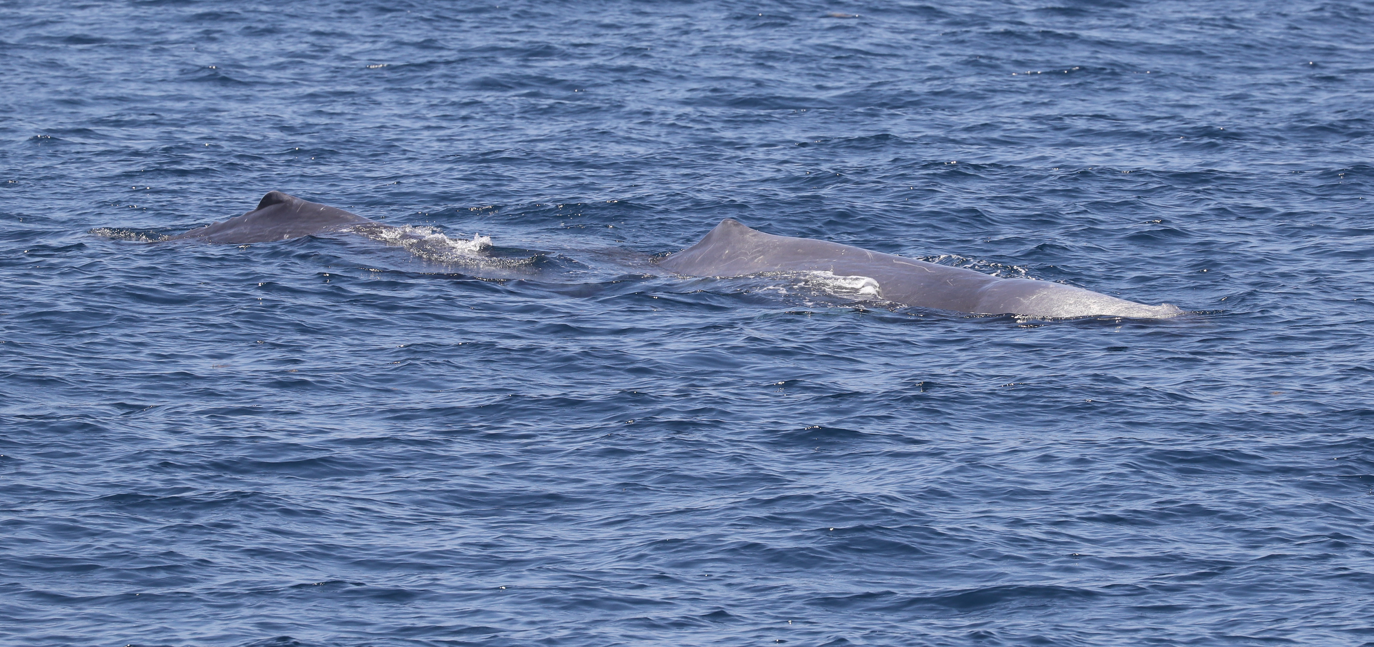 Image slide of Female sperm whale with calf