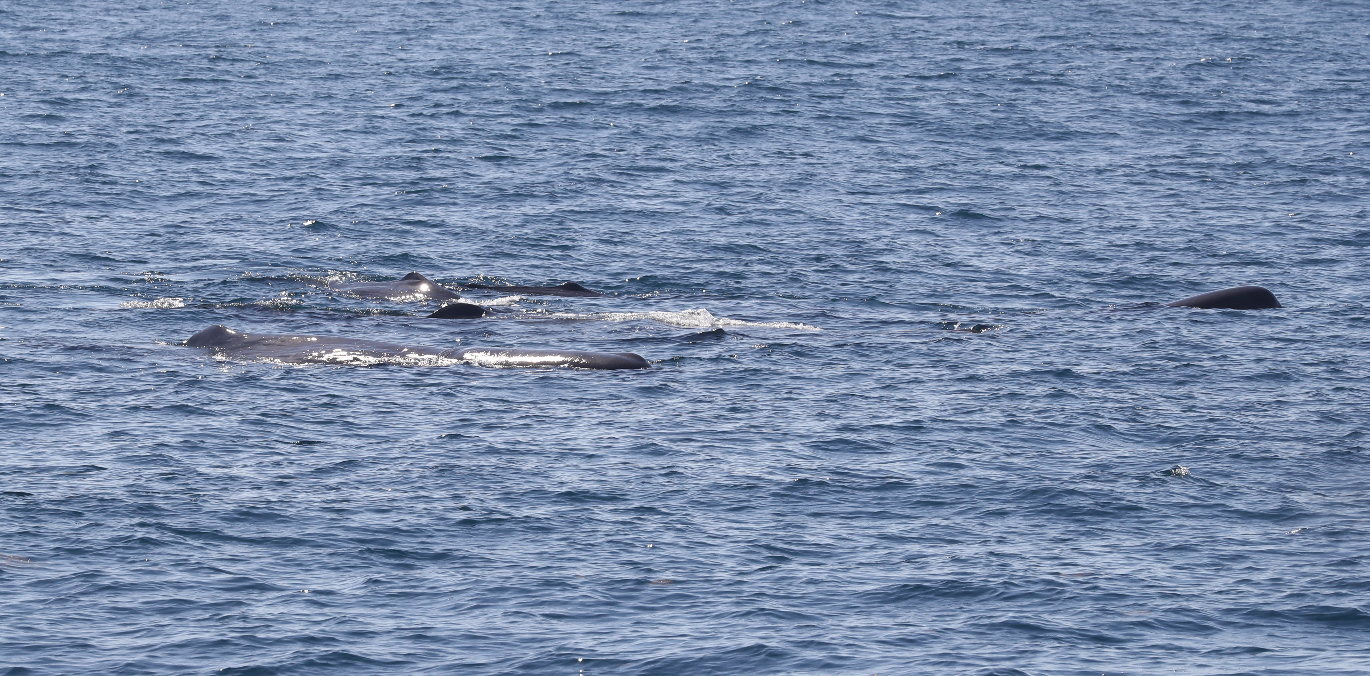 Image slide of A group of sperm whales with calves