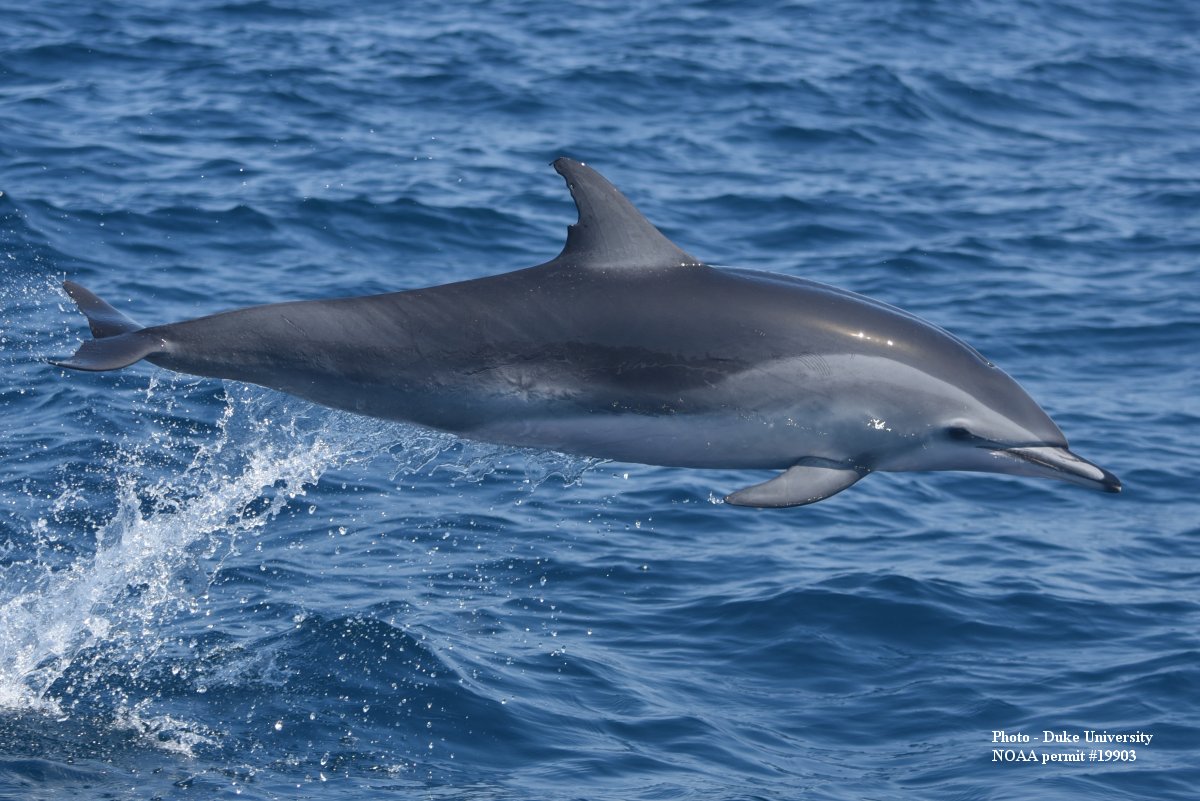 Image slide of Clymene dolphin (Stenella clymene)