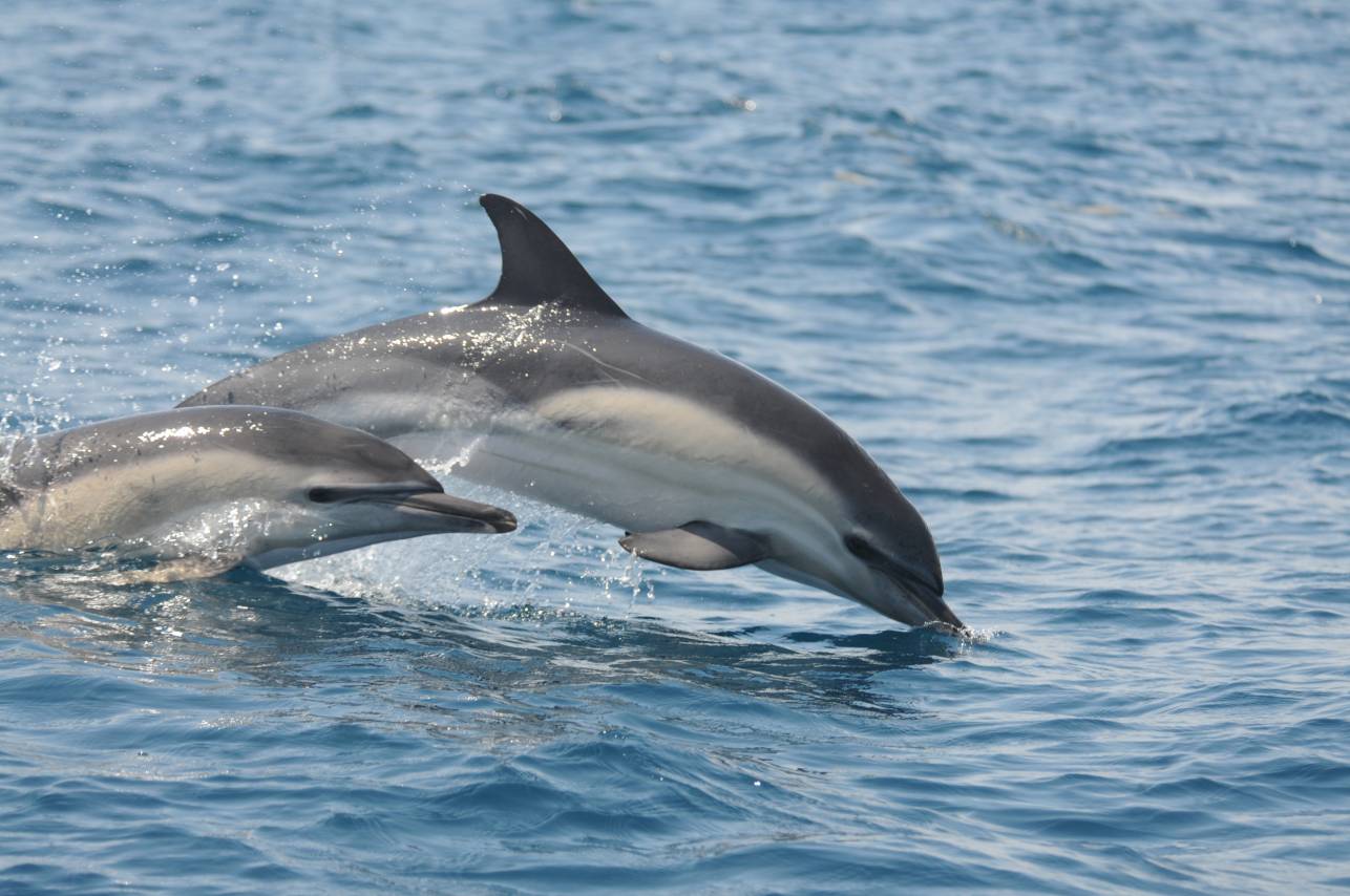 Image slide of Short-beaked common dolphins off Cape Hatteras.
