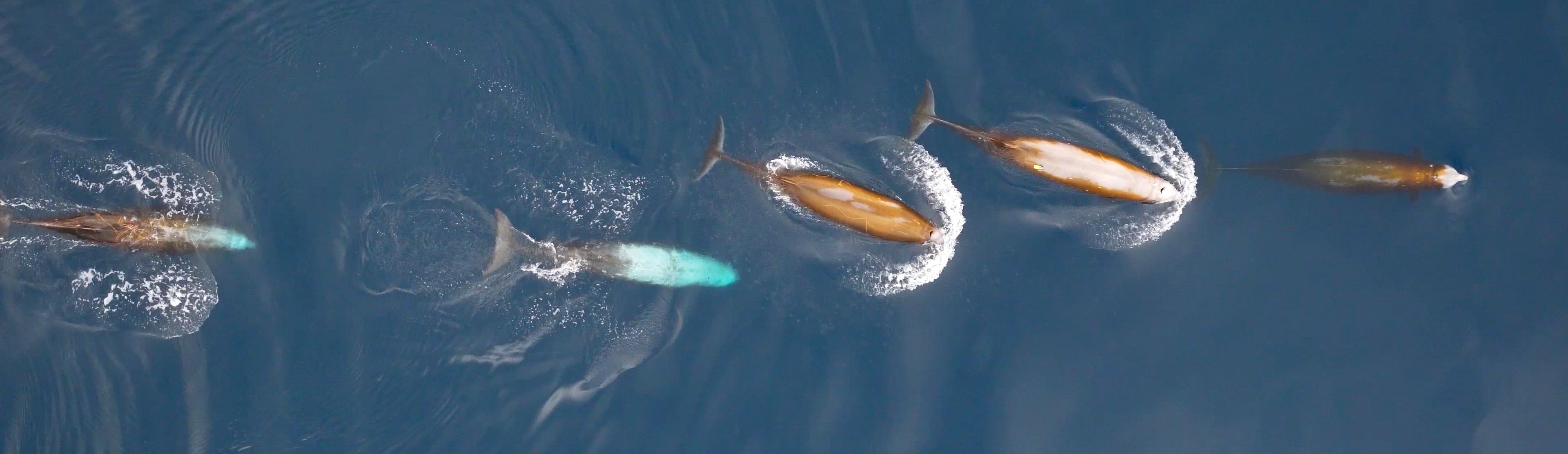 Image slide of Photo Credit: Greg Schorr/MarEcoTel - taken under NMFS permit #21163