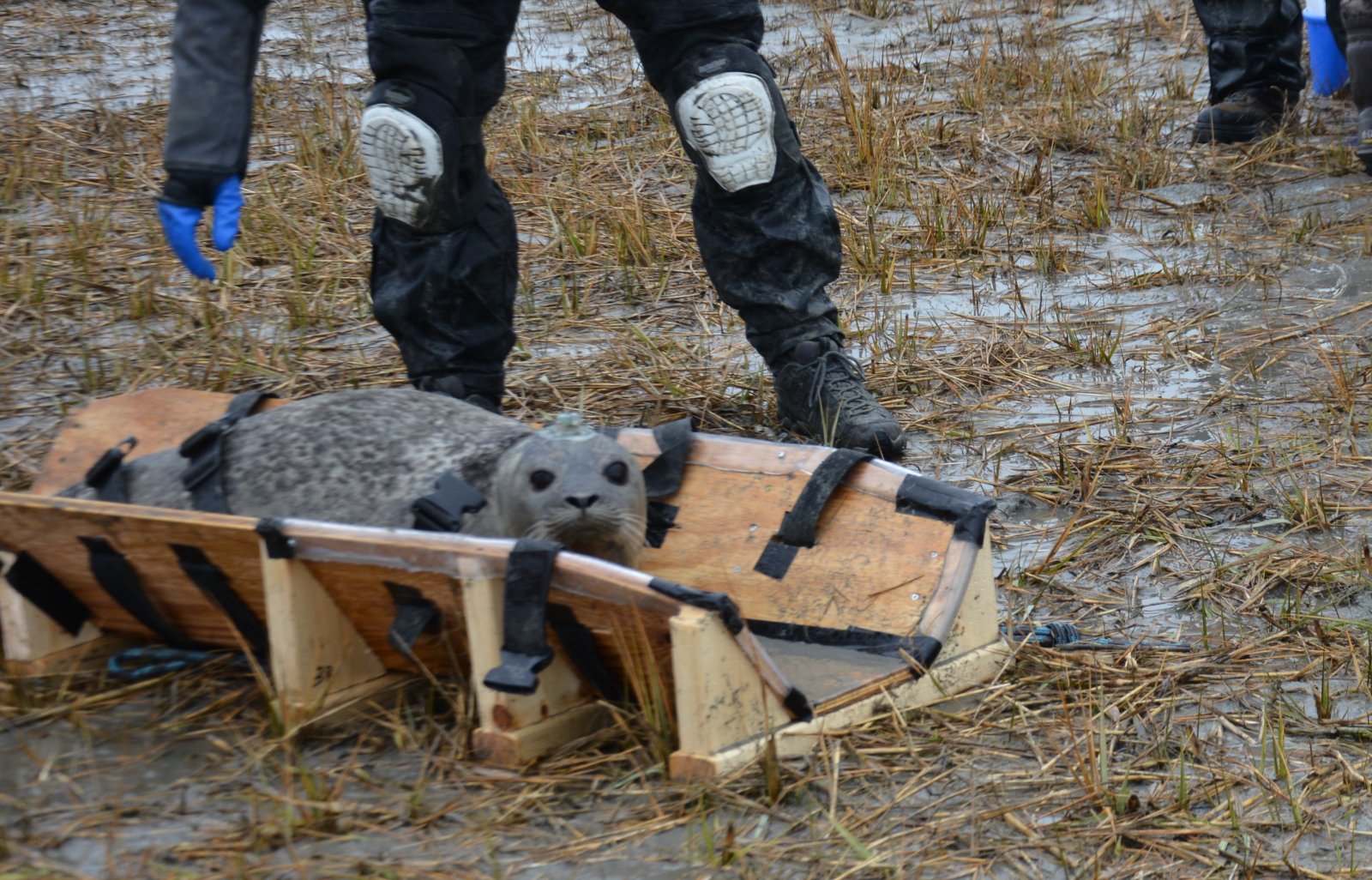 Image slide of The restraint board was specifically designed for this project, which helps to reduce stress on both animal and handlers. NMFS-NEFSC Permit No. 17670-04. Photo credit - Deanna Rees, NAVFAC Atlantic