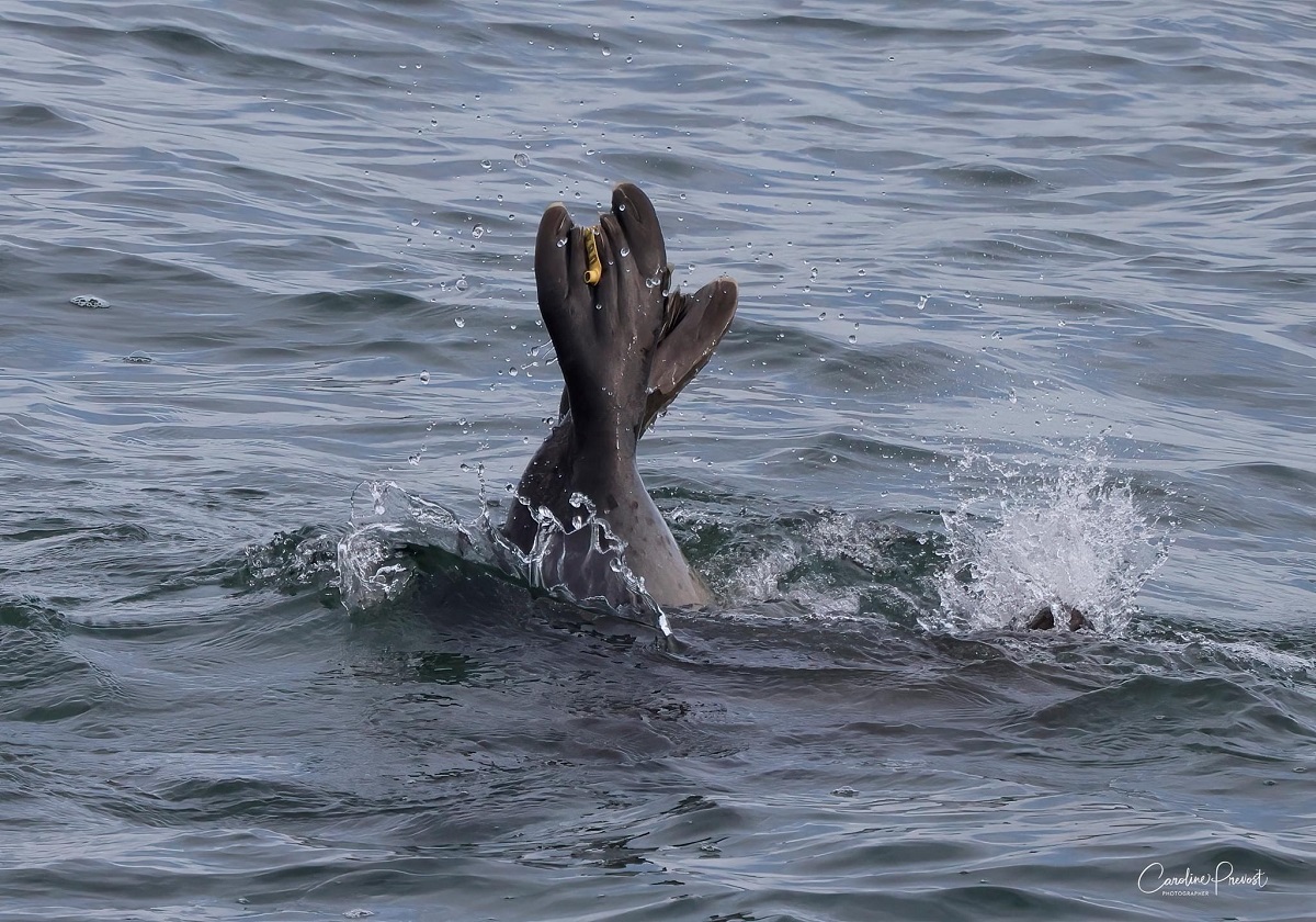Image slide of Seal hind flippers with tag visible