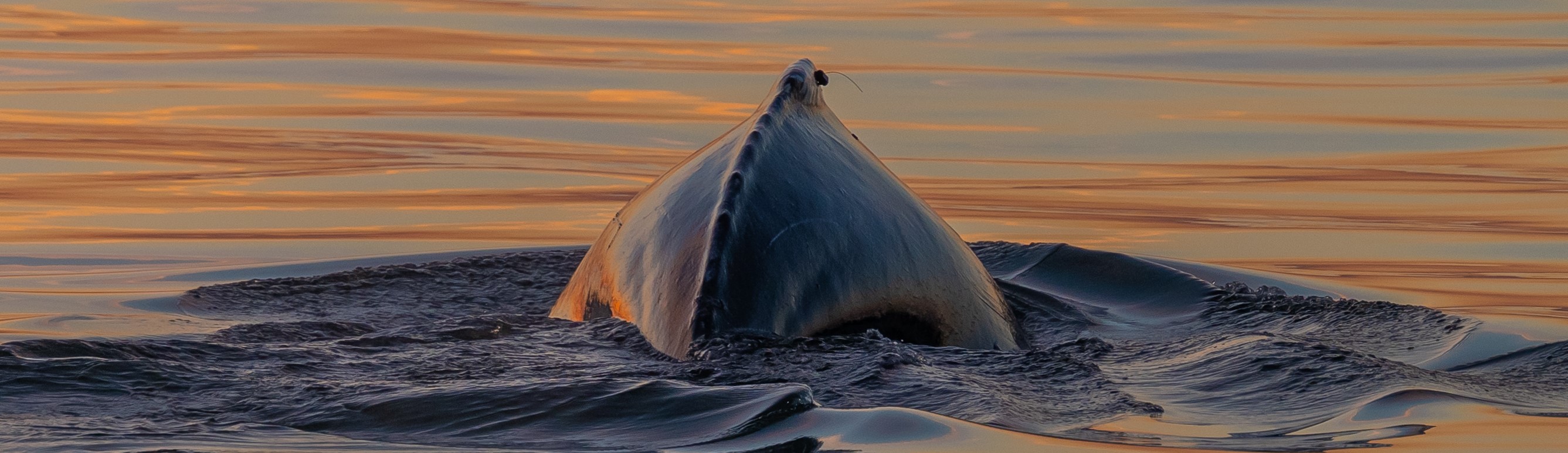 Image slide of Photo Credit: Rudee Tours - tag deployed under NMFS permit #21482 (Dan Engelhaupt)