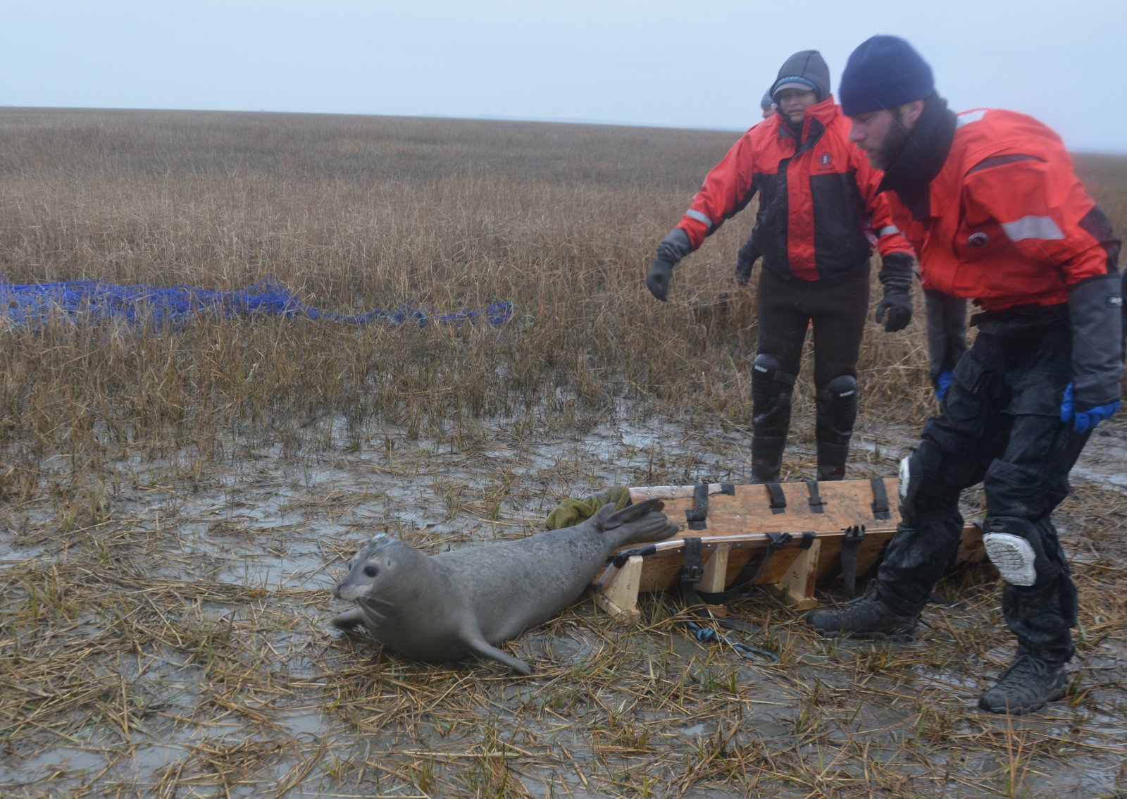 Image slide of Seal is released and heads straight for the water. Everyone is relieved the hard work is done! NMFS-NEFSC Permit No. 17670-04. Photo credit - Deanna Rees, NAVFAC Atlantic