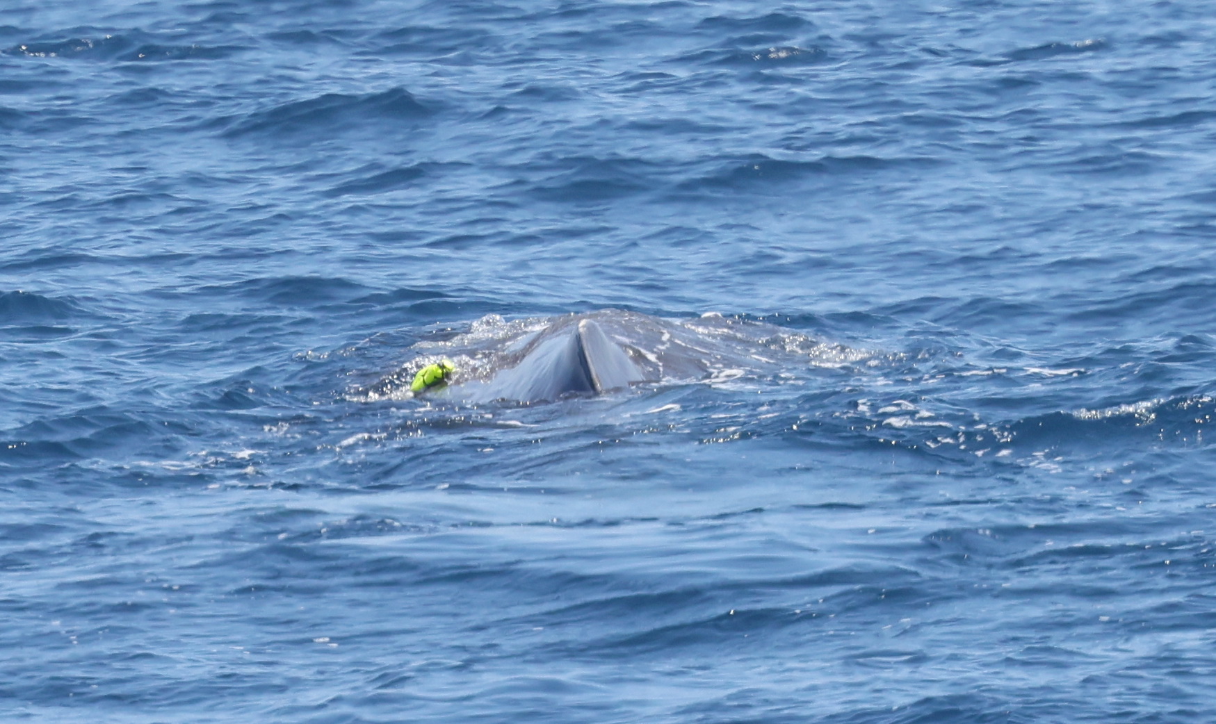 Image slide of CATS tag on female sperm whale