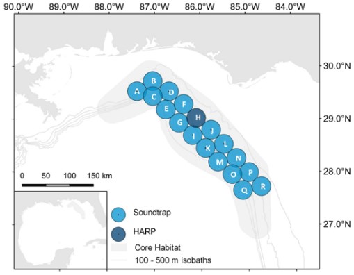 Historic long-term passive acoustic monitoring station (HARP; dark blue) deployed in the Rice’s whale core distribution area in the northeastern Gulf of Mexico since 2010, and sparse array passive acoustic monitoring stations (SoundTraps; light blue) deployed over the 2021-2023 period.