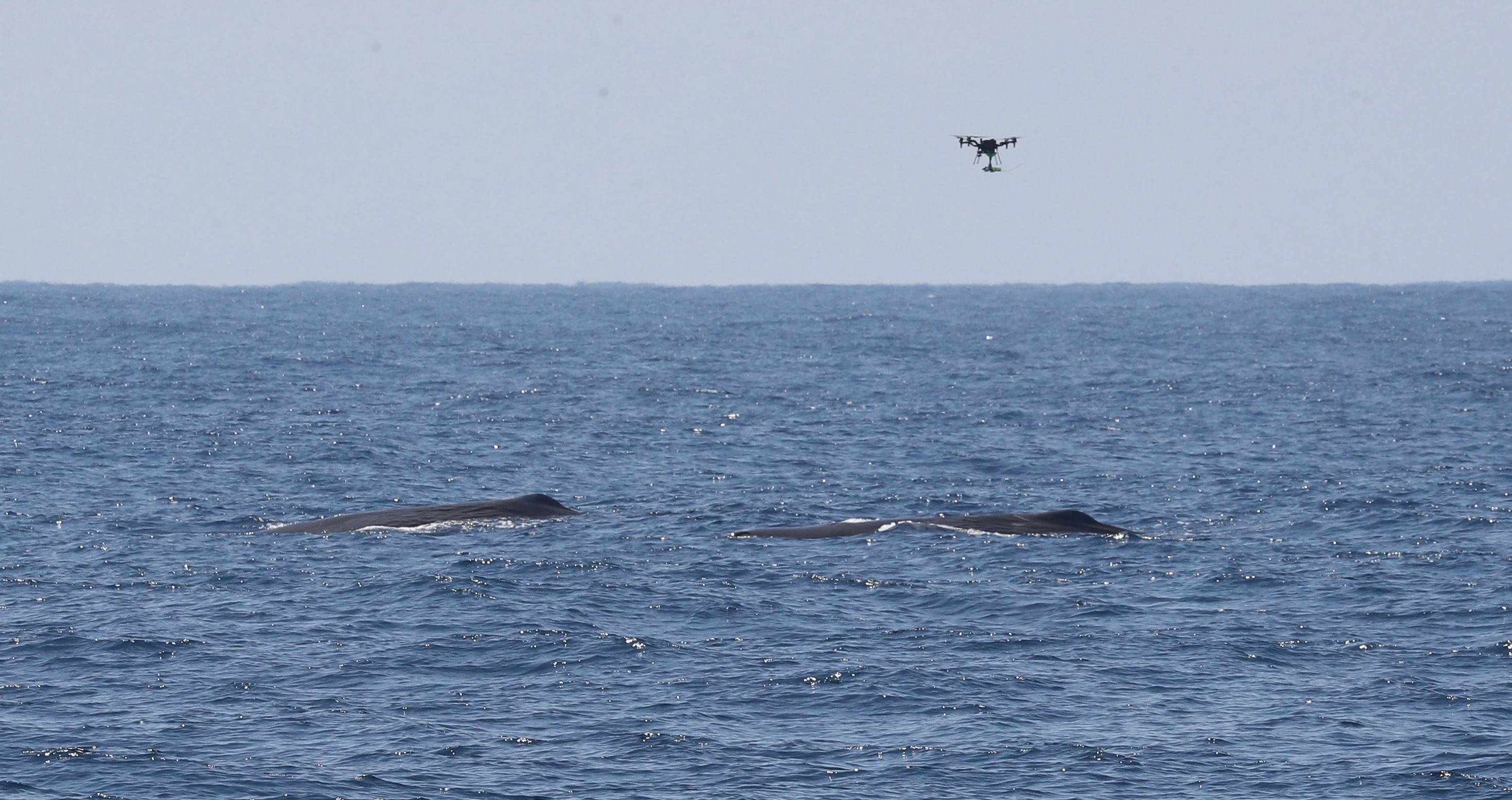Image slide of Drone approaching sperm whales