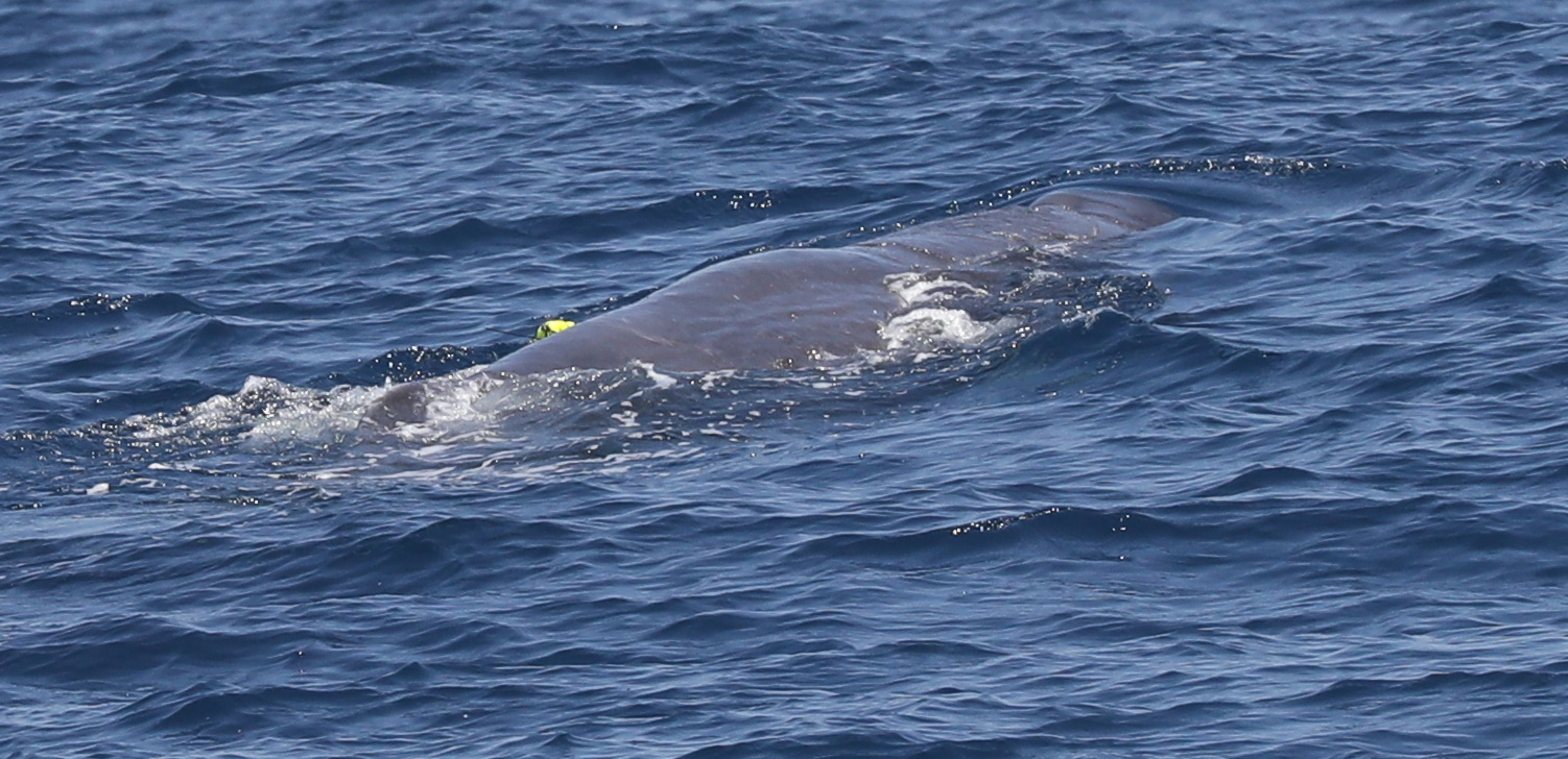 Image slide of CATS tag on female sperm whale