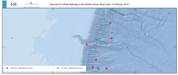 Fin&Blue_sightings_10Feb2019_sm.jpg