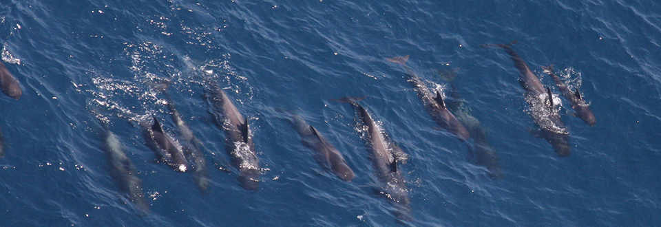 Pilot_whales_960x330.jpg