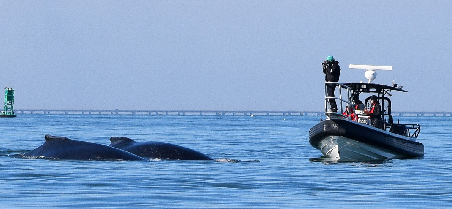 Looking for whales993.jpg